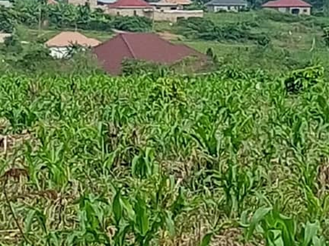 Residential land for sale in Matugga Wakiso Uganda