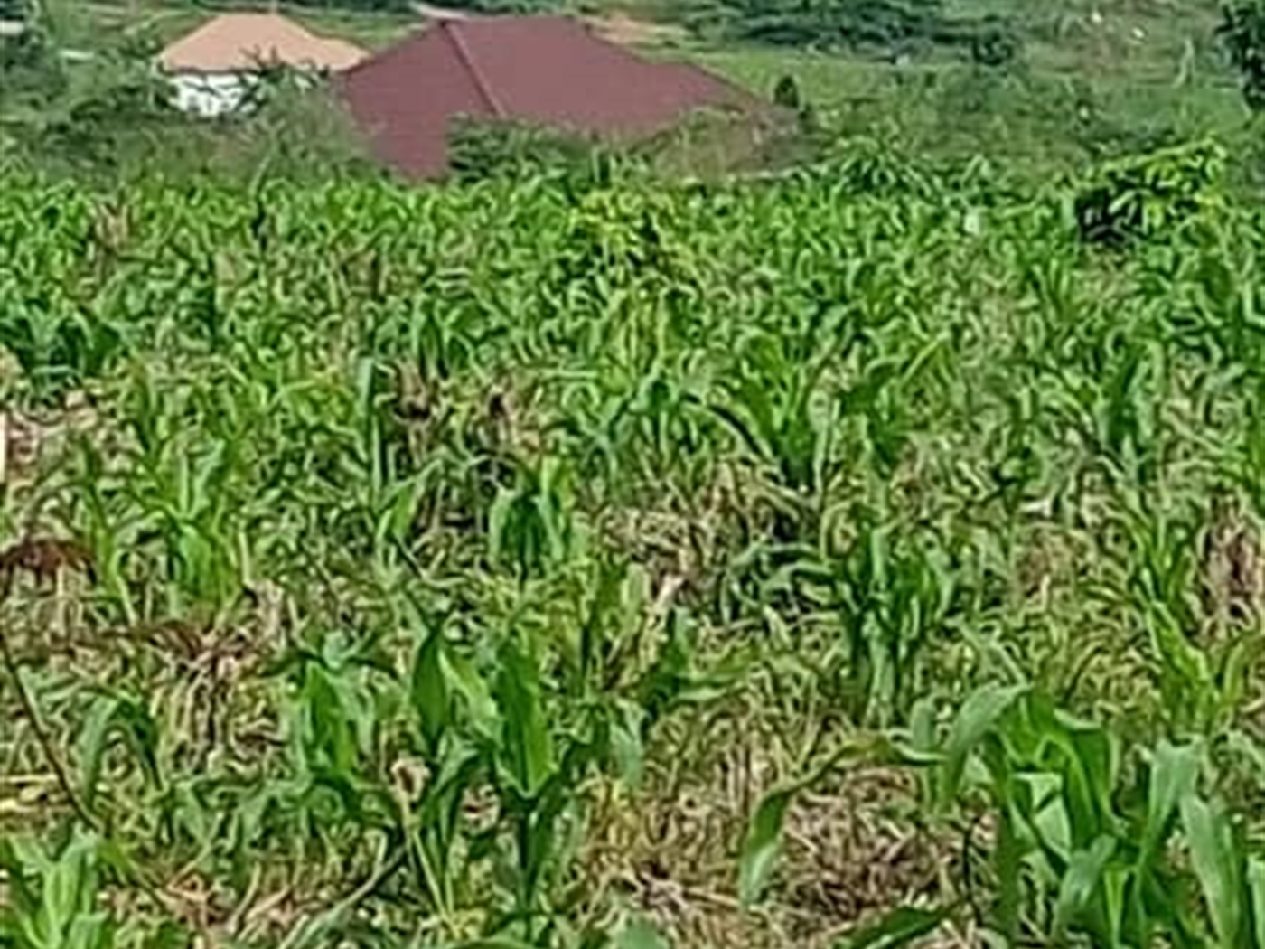 Residential land for sale in Matugga Wakiso Uganda