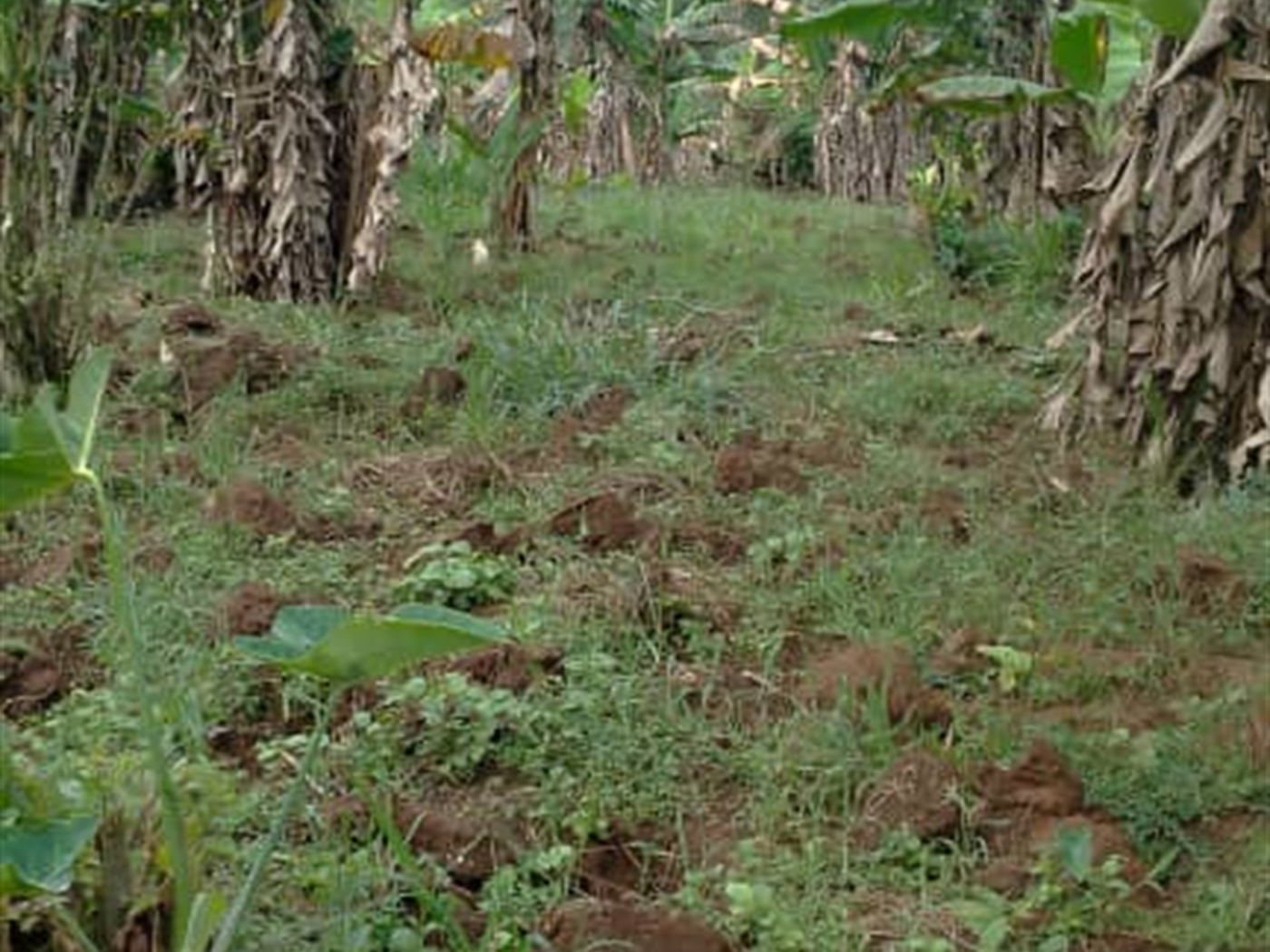 Residential land for sale in Matugga Wakiso Uganda