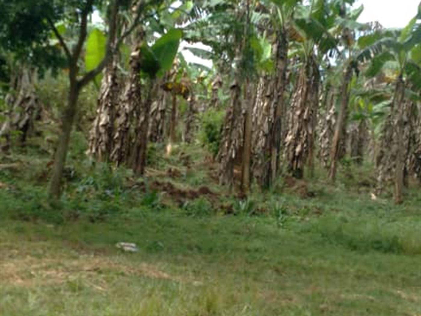 Residential land for sale in Matugga Wakiso Uganda