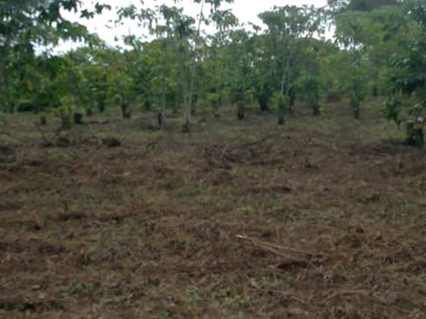 Residential land for sale in Matugga Wakiso Uganda
