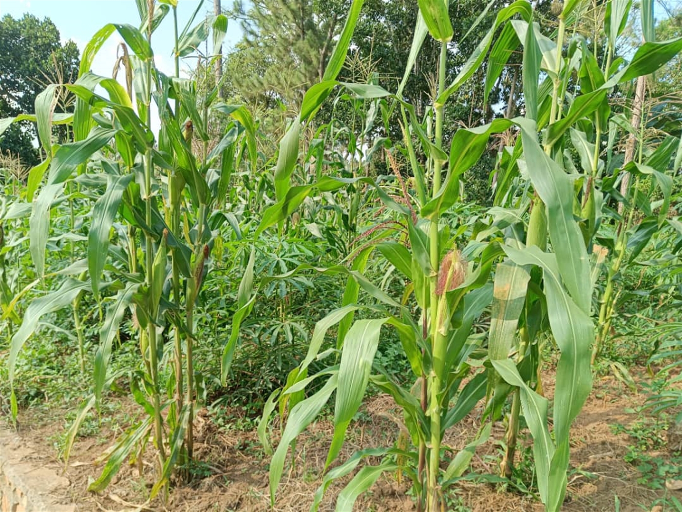 Residential land for sale in Wantoni Mukono Uganda