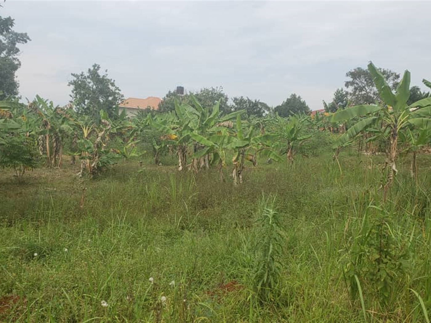 Residential land for sale in Wamala Wakiso Uganda