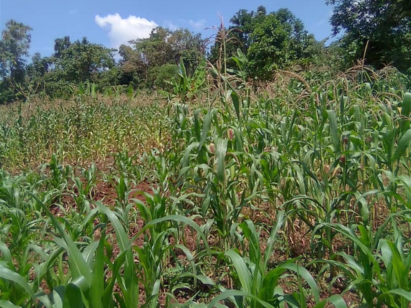 Residential land for sale in Ssemuto Nakaseke Ugan...