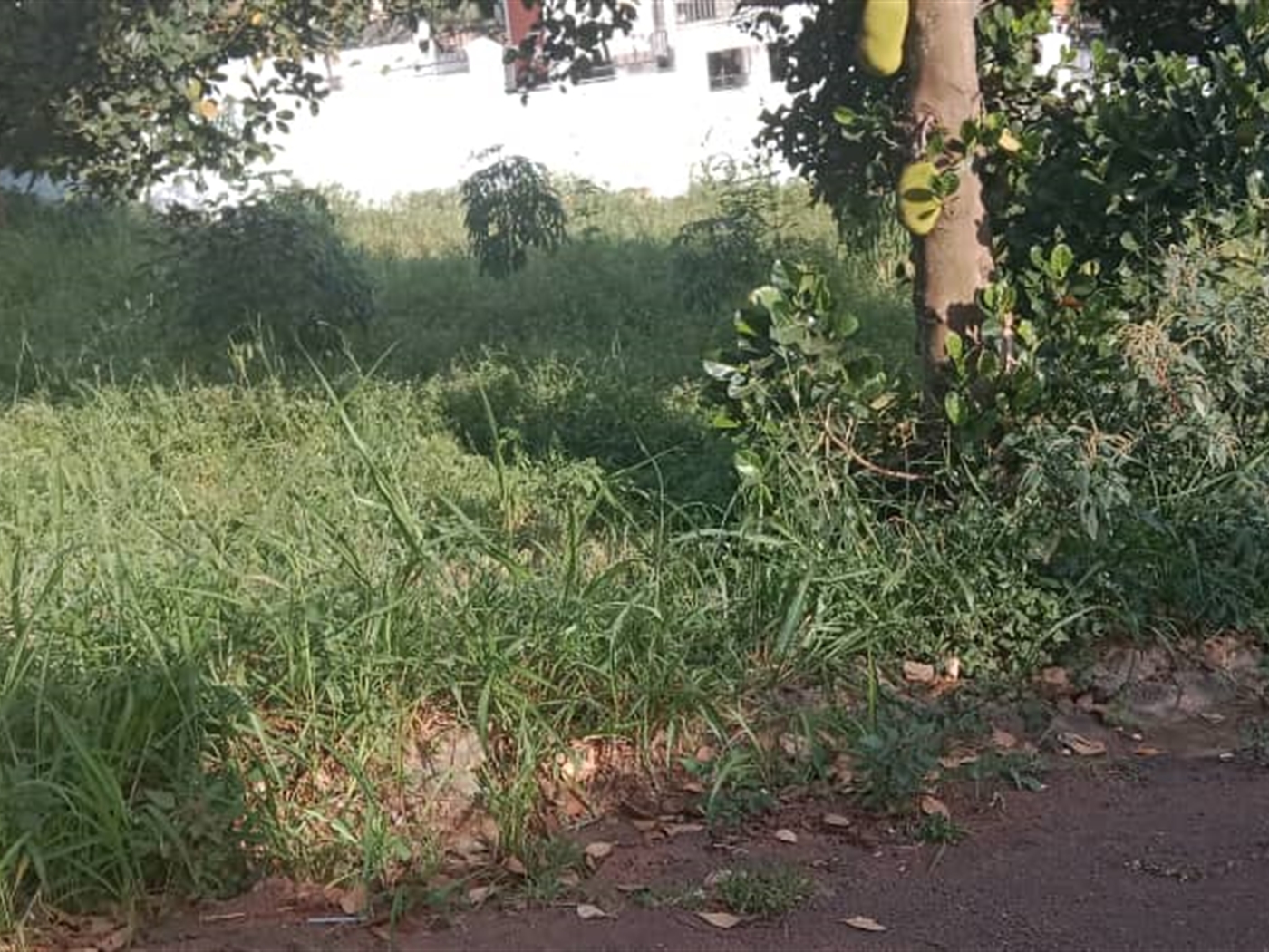 Residential land for sale in Lubowa Wakiso Uganda