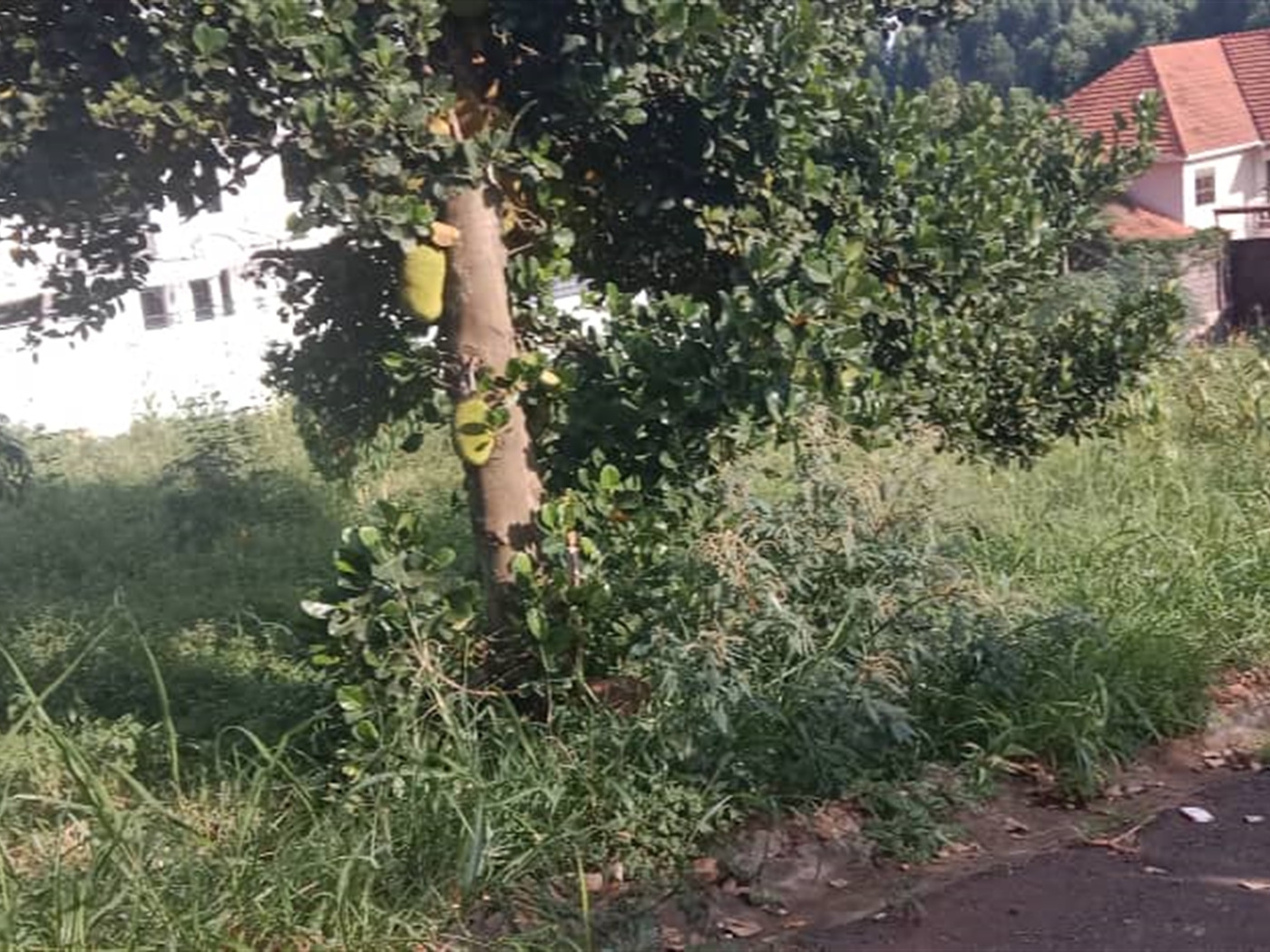 Residential land for sale in Lubowa Wakiso Uganda