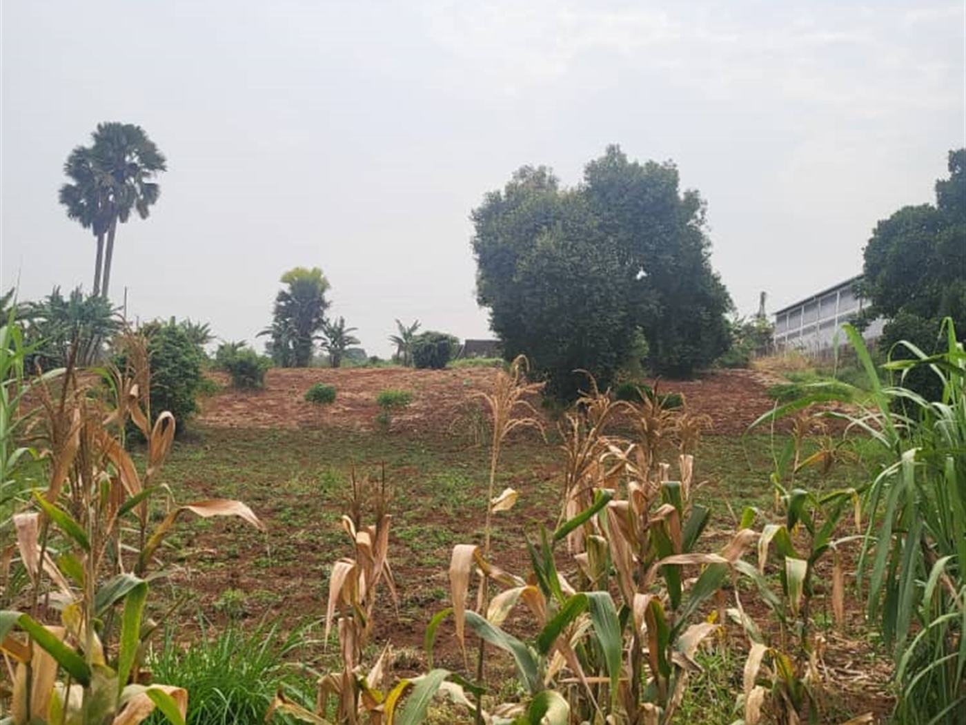 Residential land for sale in Lubowa Wakiso Uganda