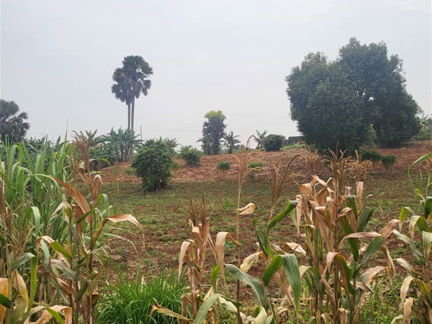 Residential land for sale in Lubowa Wakiso Uganda