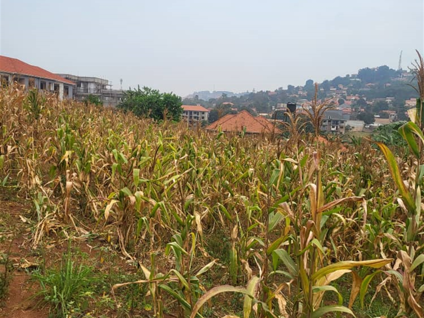 Residential land for sale in Lubowa Wakiso Uganda