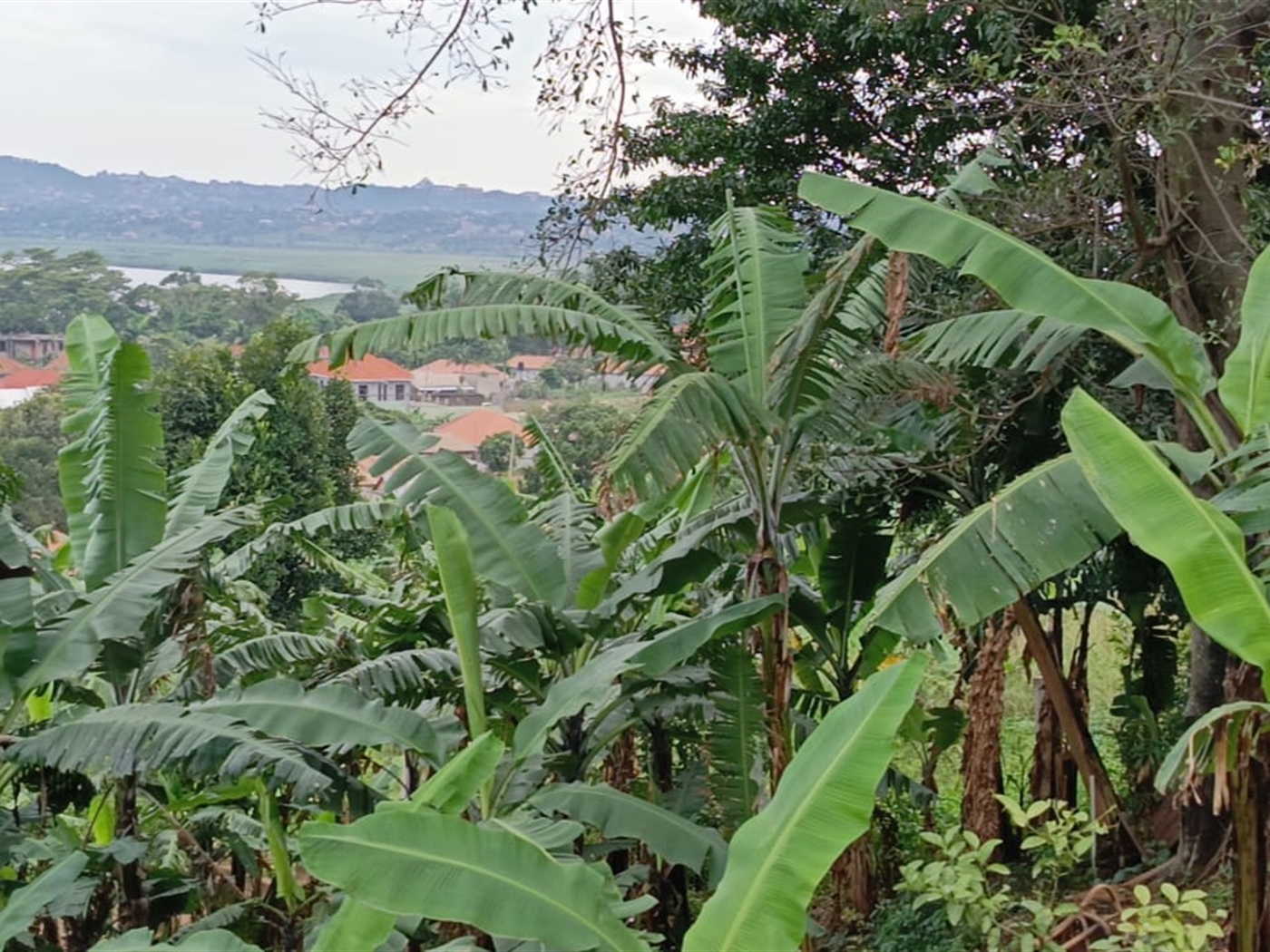Residential land for sale in Kigo Wakiso Uganda