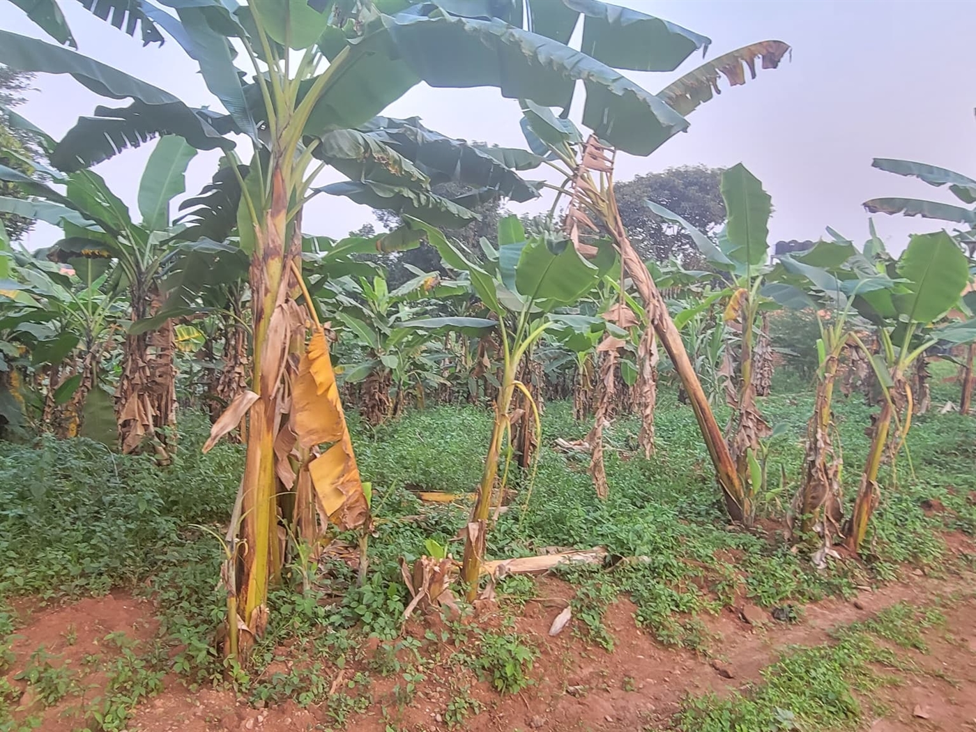 Residential land for sale in Kulambilo Wakiso Uganda