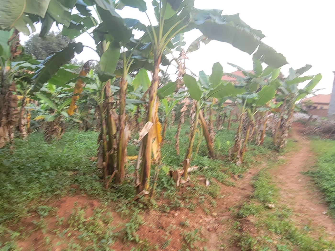 Residential land for sale in Kulambilo Wakiso Uganda