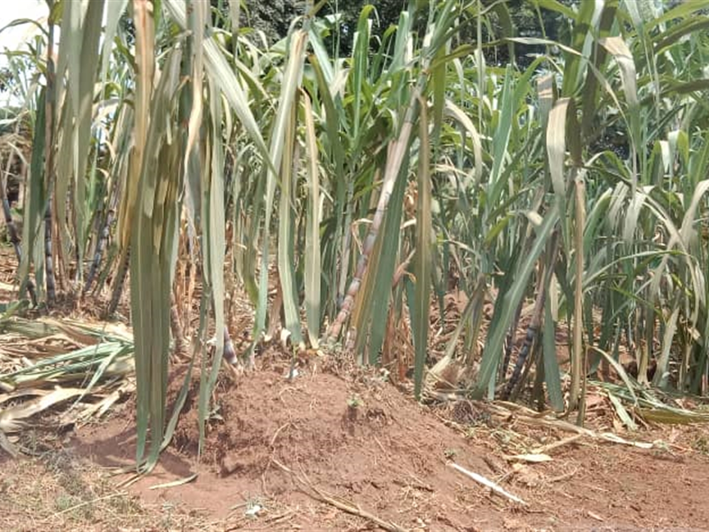Residential land for sale in Zana Wakiso Uganda