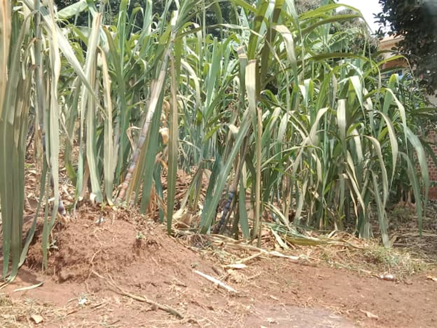 Residential land for sale in Zana Wakiso Uganda