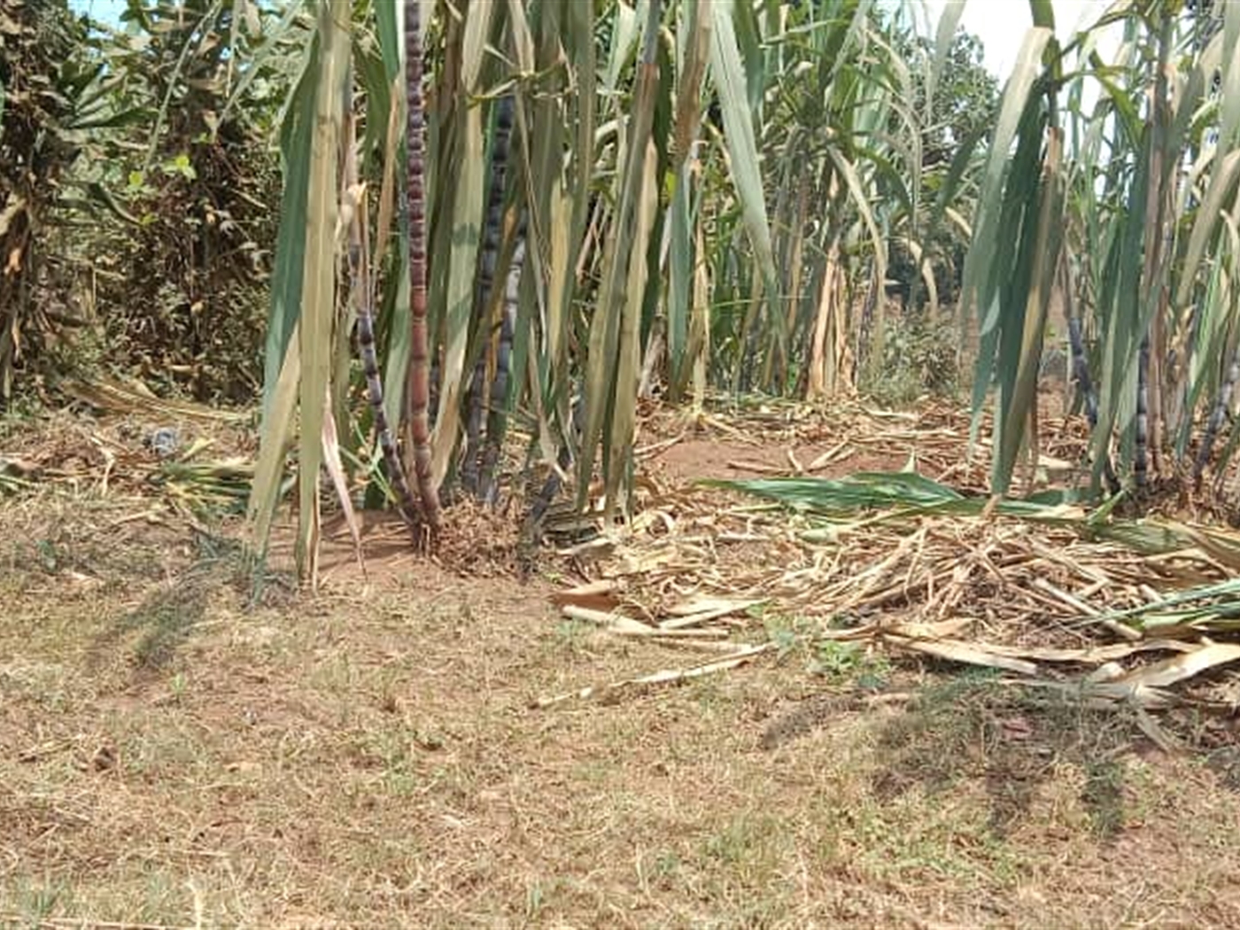 Residential land for sale in Zana Wakiso Uganda