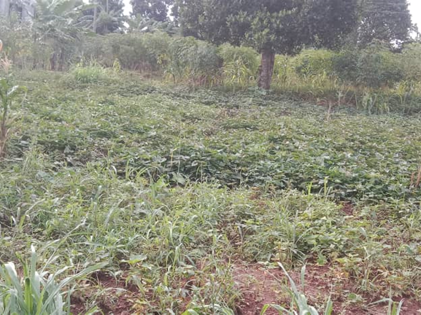Residential land for sale in Zana Wakiso Uganda