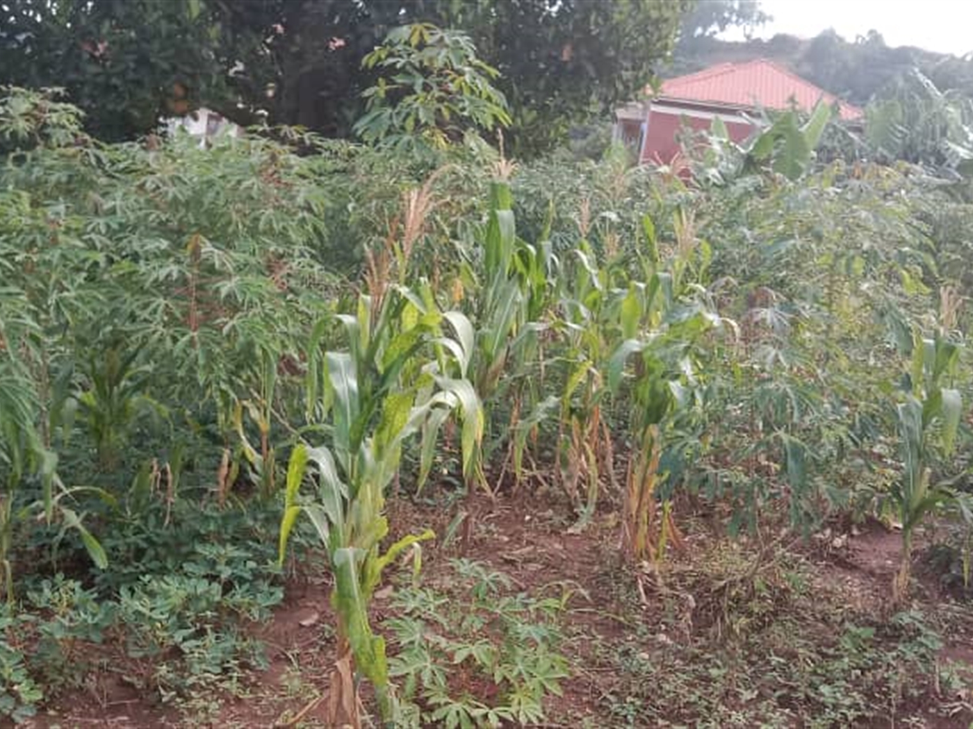 Residential land for sale in Zana Wakiso Uganda