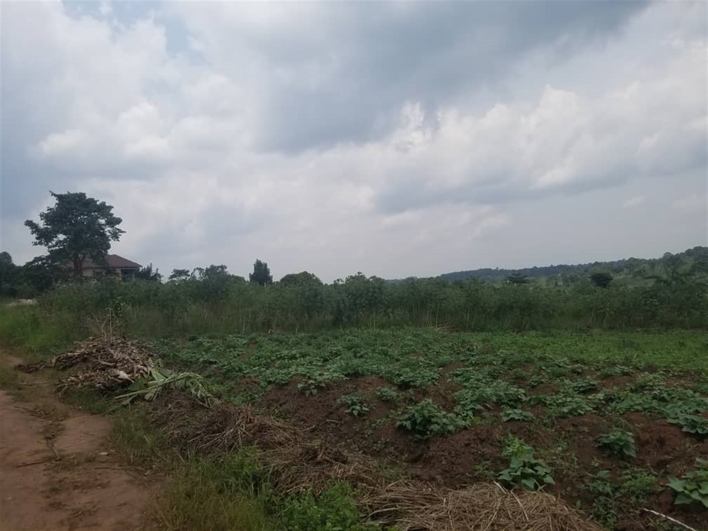 Residential land for sale in Kiwenda Wakiso Uganda