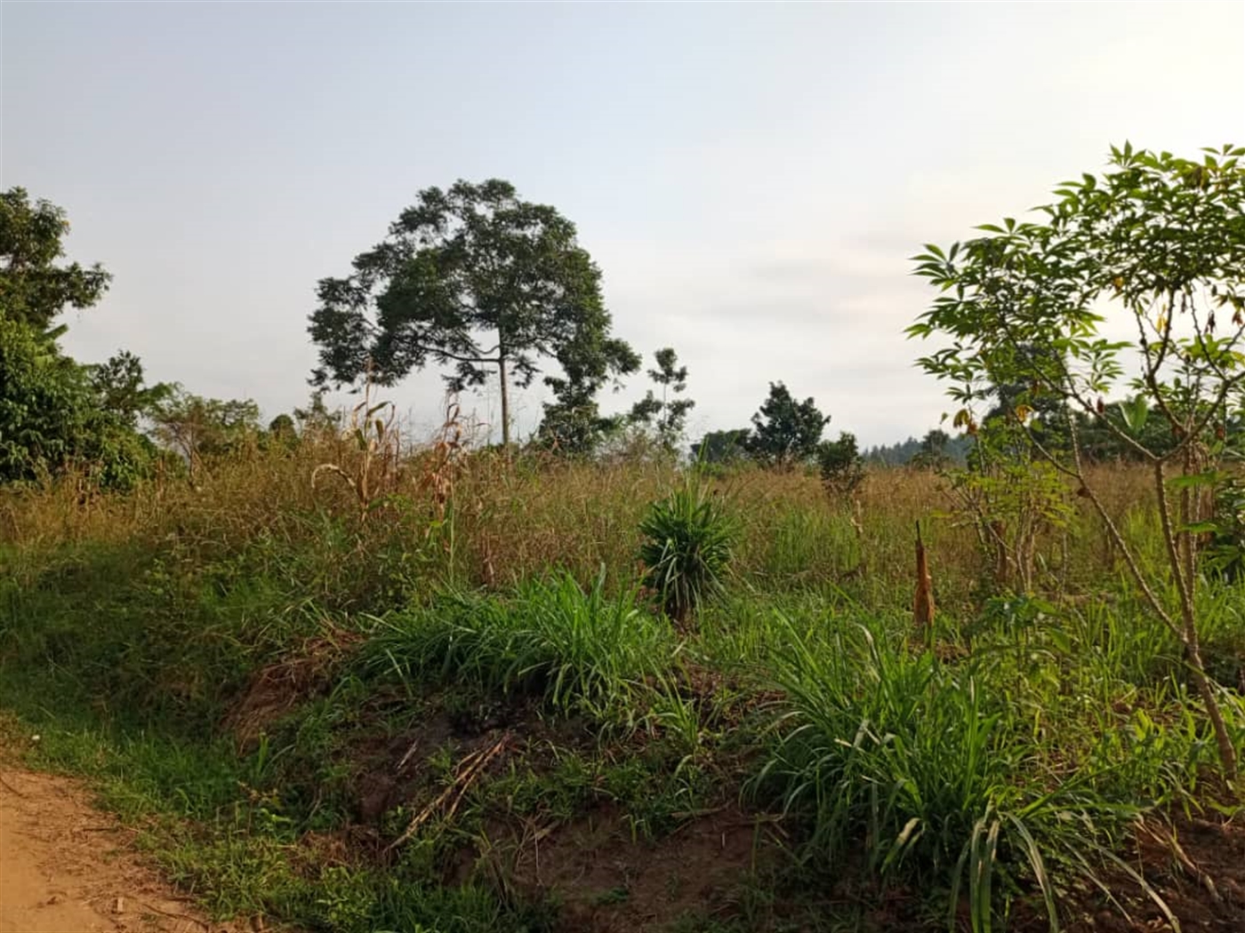 Residential land for sale in Kitende Wakiso Uganda