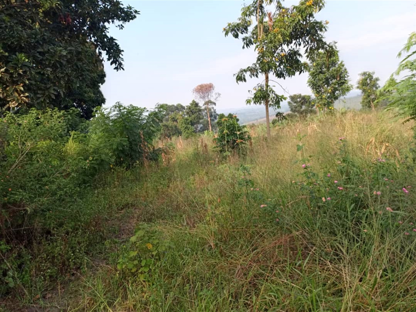 Residential land for sale in Kitende Wakiso Uganda