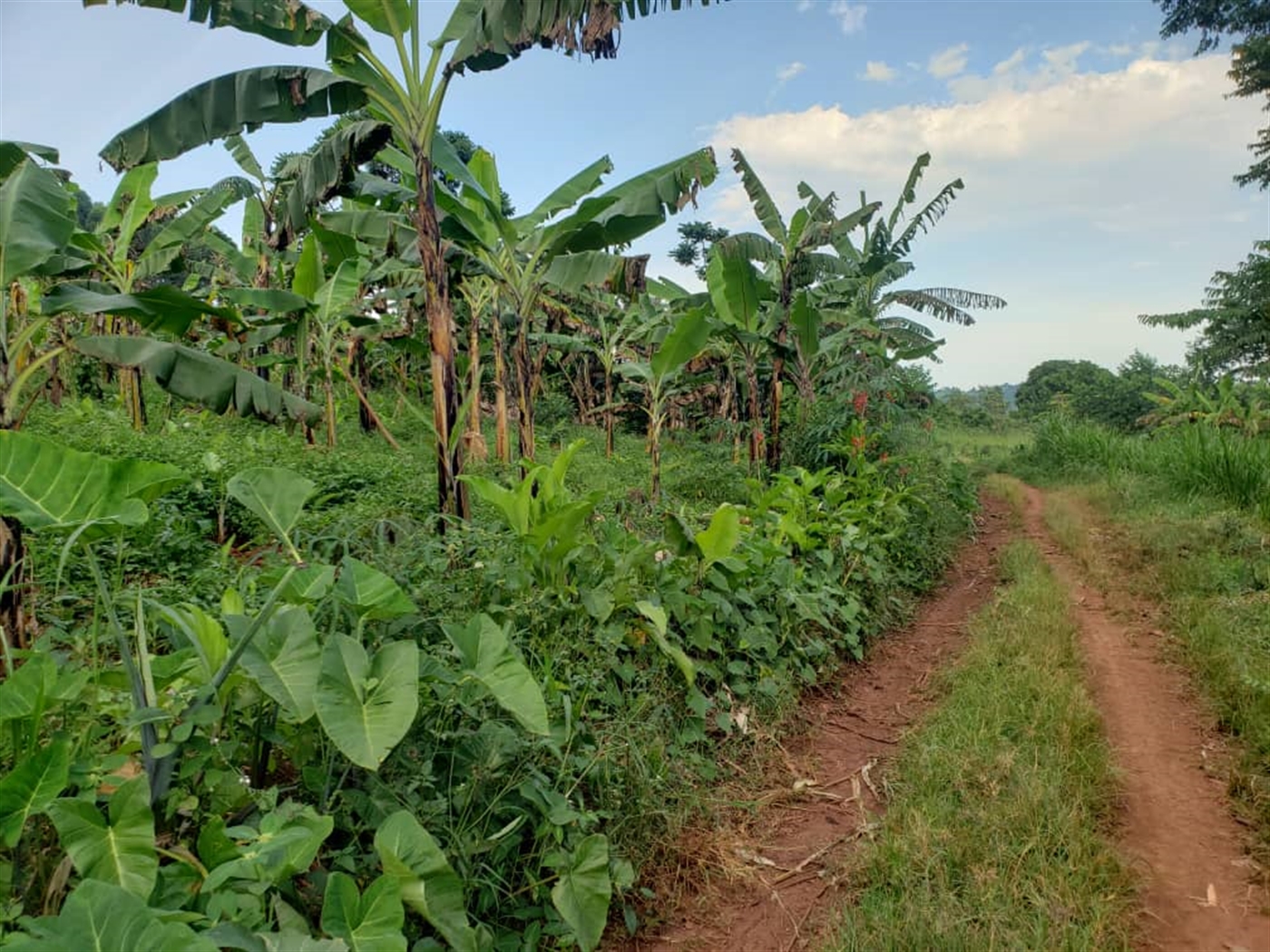 Residential land for sale in Lugazi Jinja Uganda