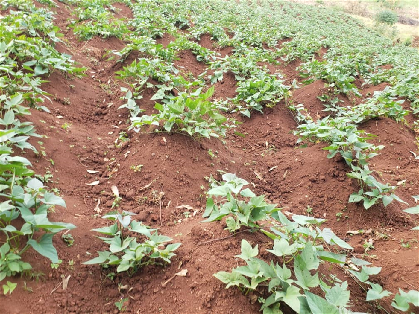 Residential land for sale in Lugazi Jinja Uganda