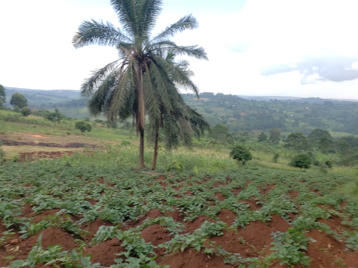 Residential land for sale in Lugazi Jinja Uganda