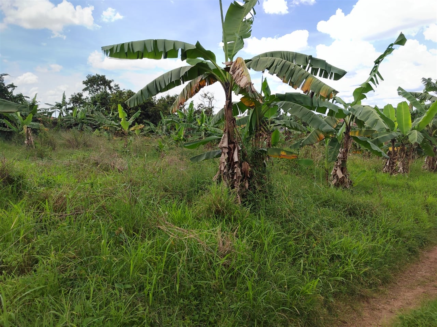 Residential land for sale in Lungujja Kampala Ugan...