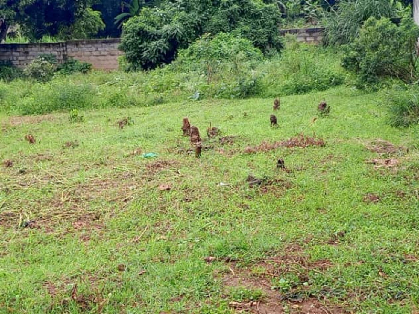 Residential land for sale in Lutembe Wakiso Uganda