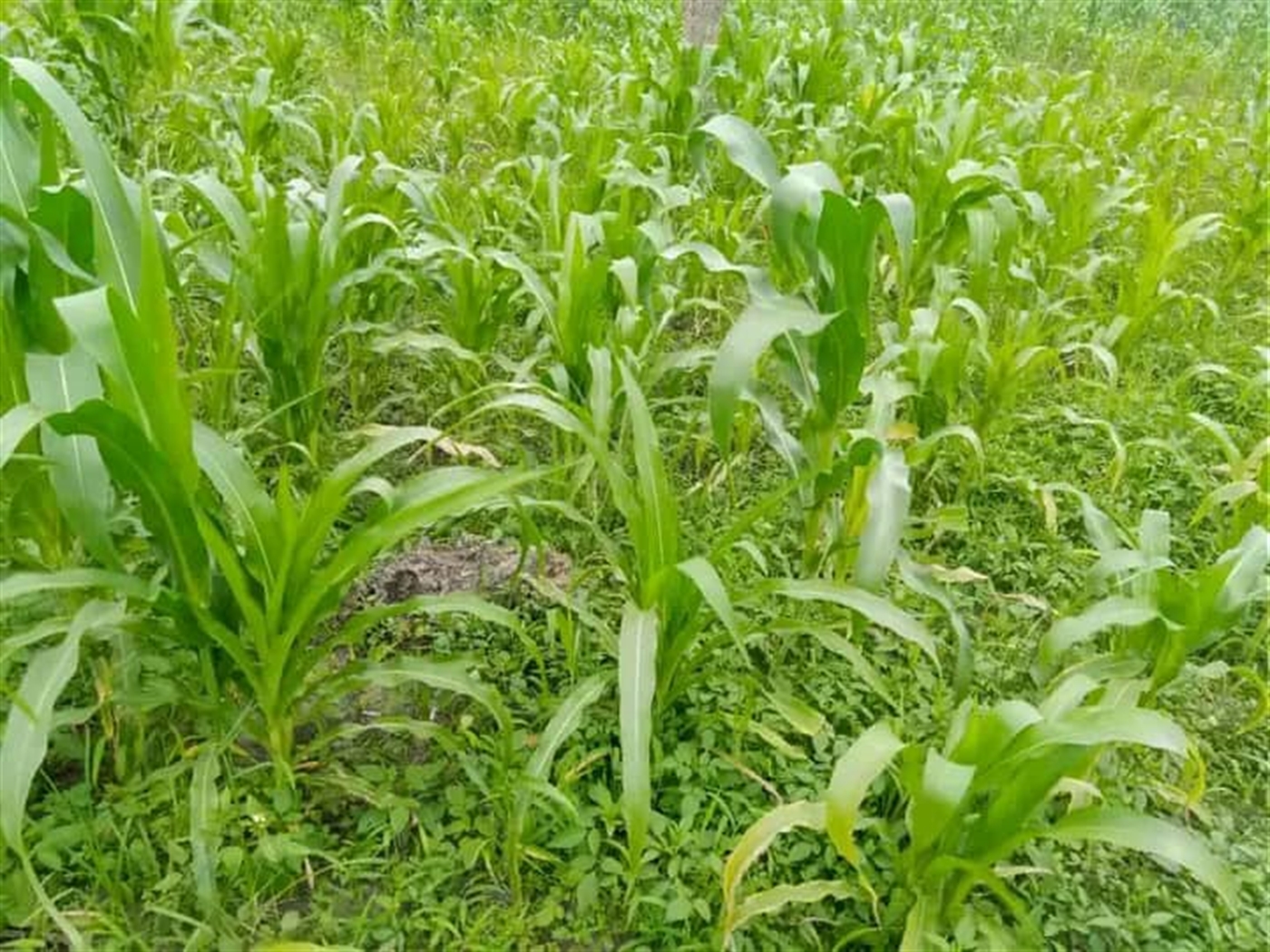 Residential land for sale in Katale Wakiso Uganda
