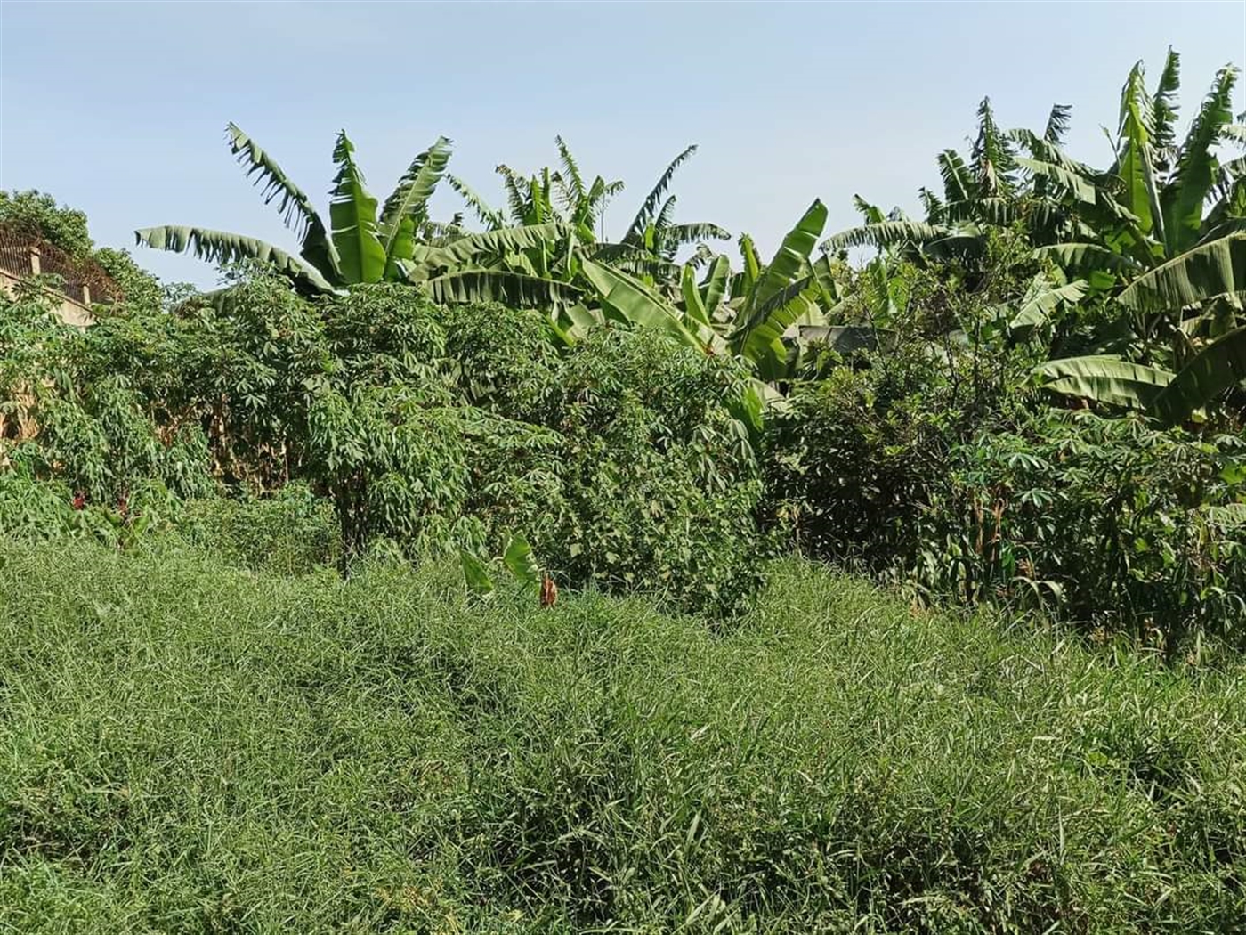 Residential land for sale in Najjera Kampala Ugand...