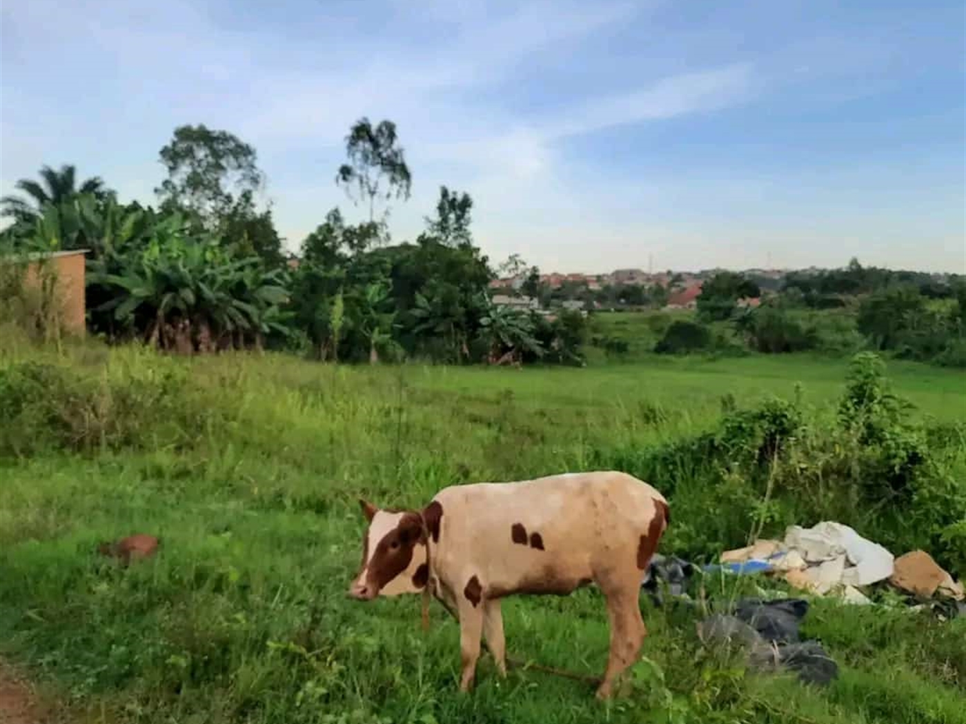 Residential land for sale in Najjera Wakiso Uganda,