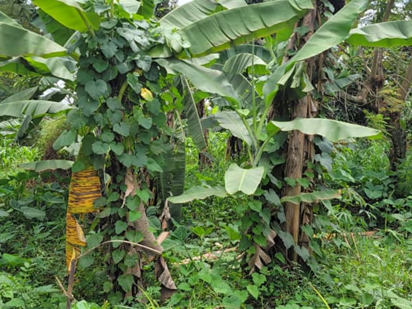 Residential land for sale in Najjera Wakiso Uganda