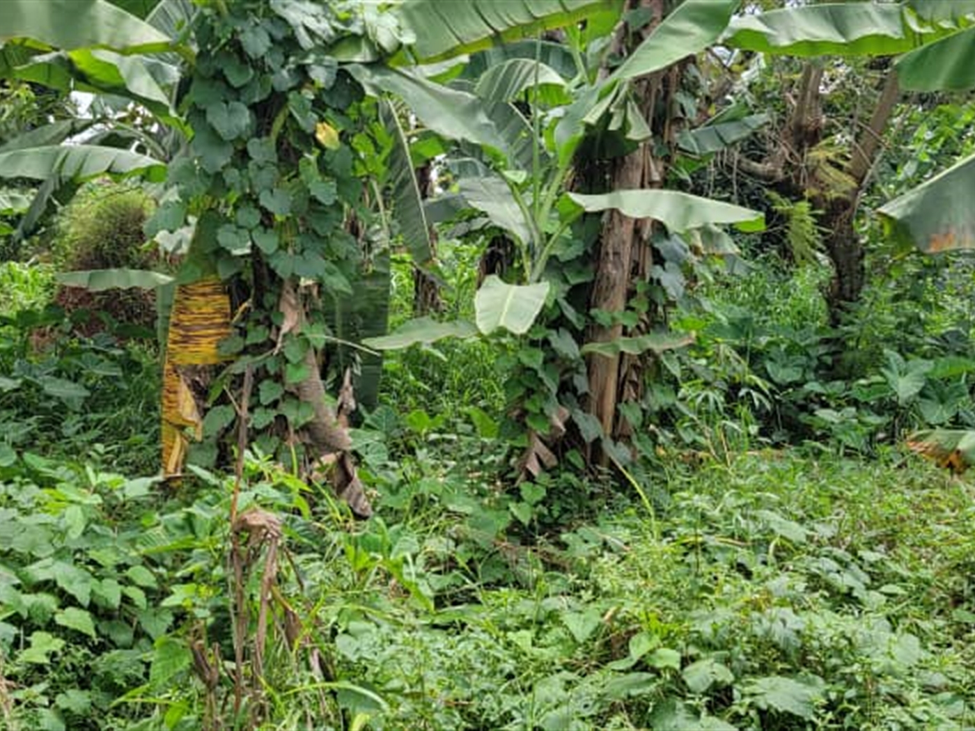 Residential land for sale in Najjera Wakiso Uganda