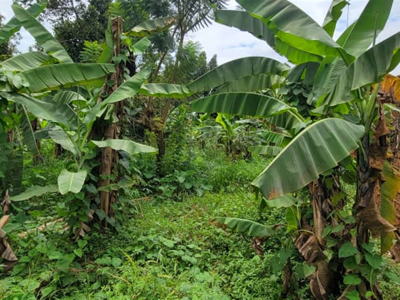 Residential land for sale in Najjera Wakiso Uganda