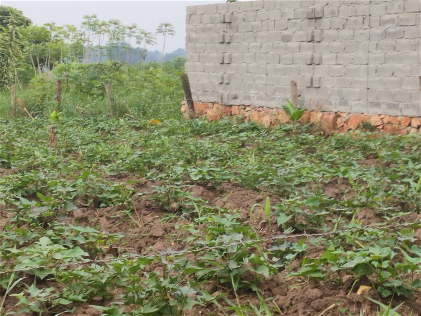 Residential land for sale in Gayaza Wakiso Uganda