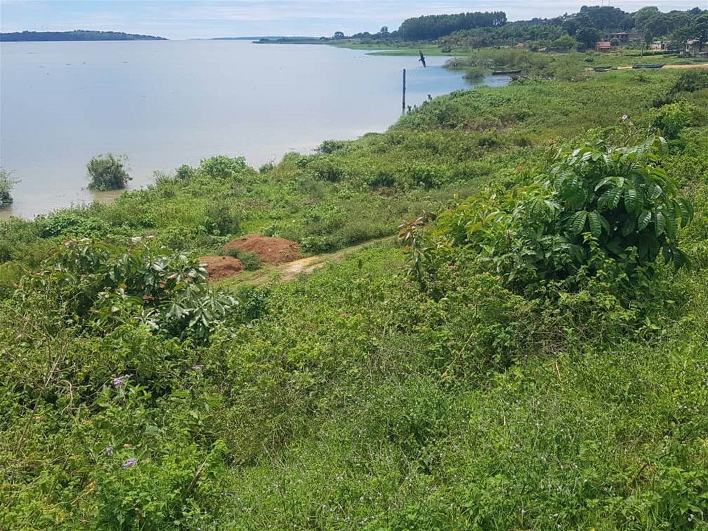 Residential land for sale in Nkumba Wakiso Uganda