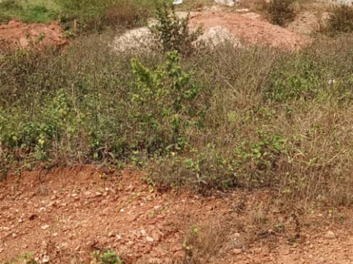 Residential land for sale in Gayaza Wakiso Uganda