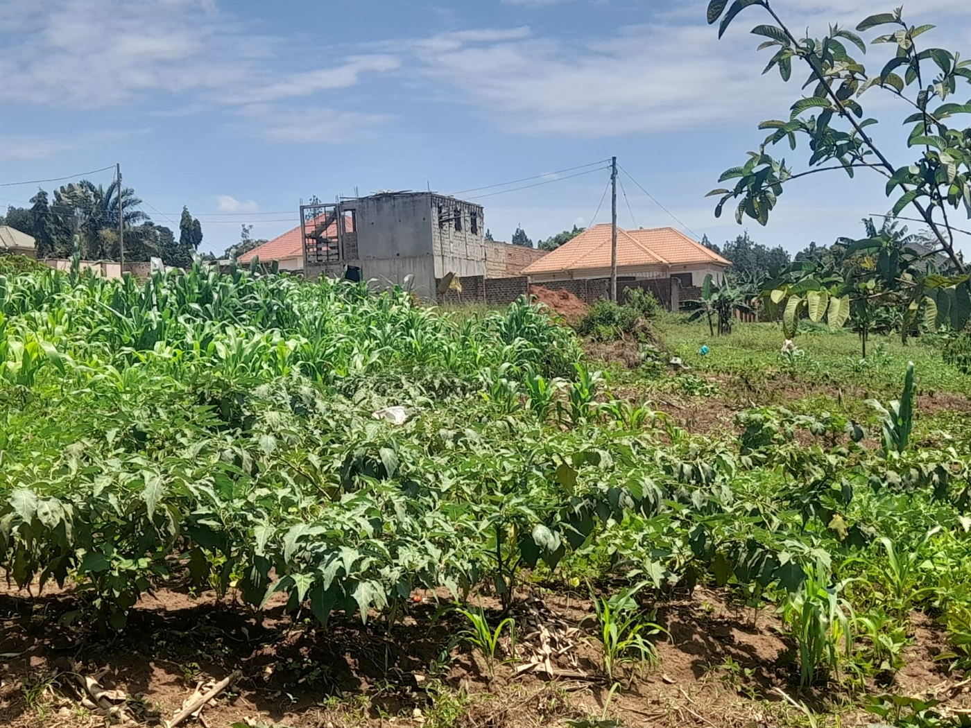 Residential land for sale in Gayaza Wakiso Uganda