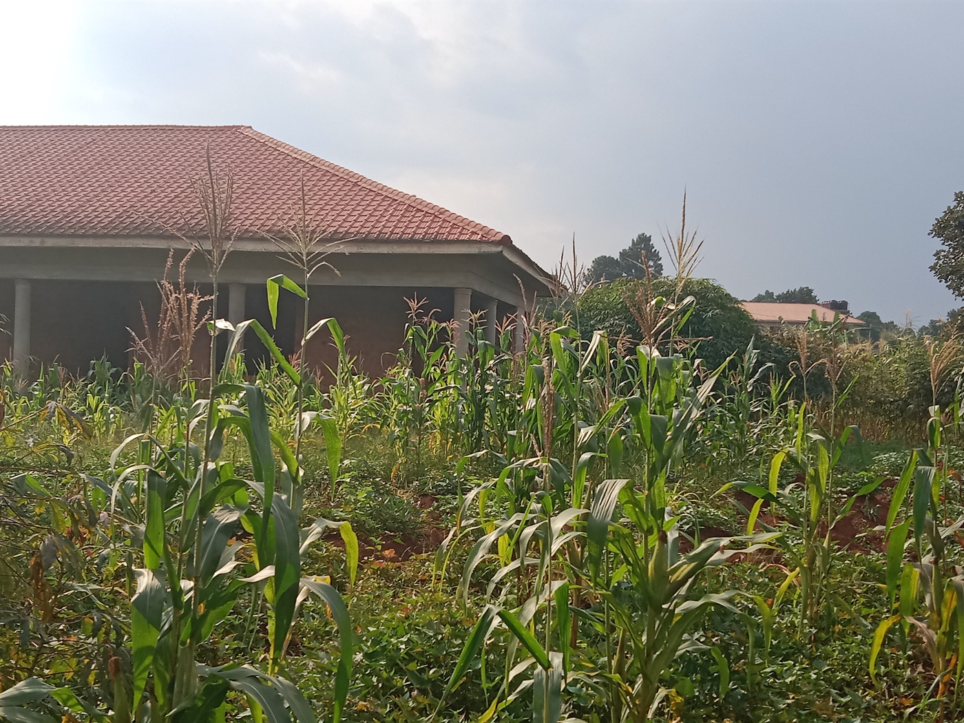 Residential land for sale in Nkumba Wakiso Uganda