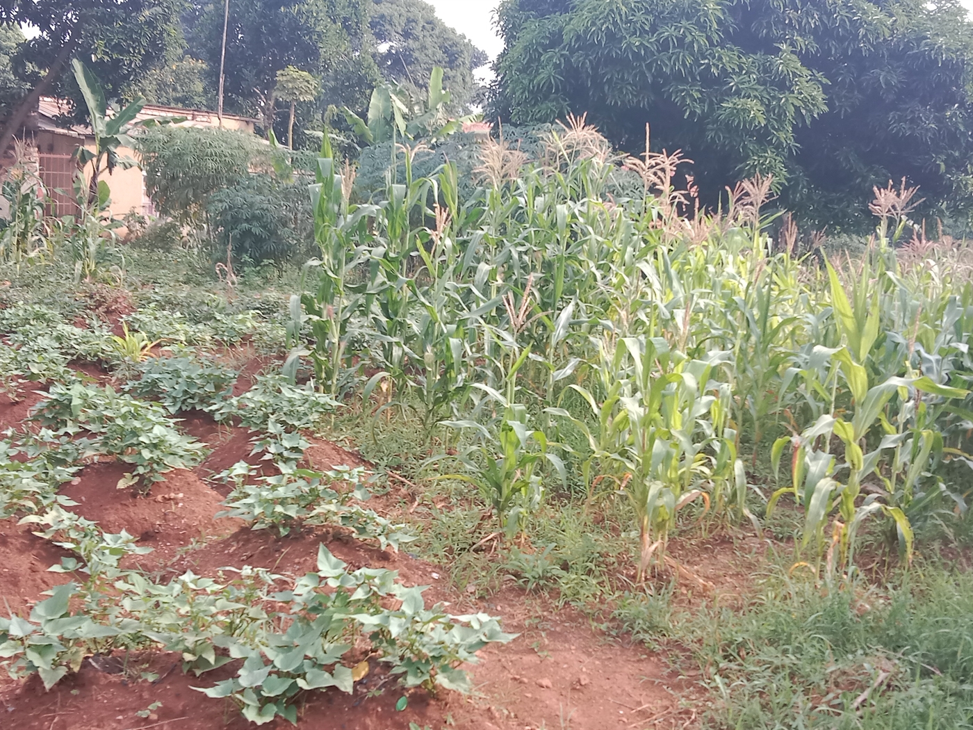 Residential land for sale in Nkumba Wakiso Uganda