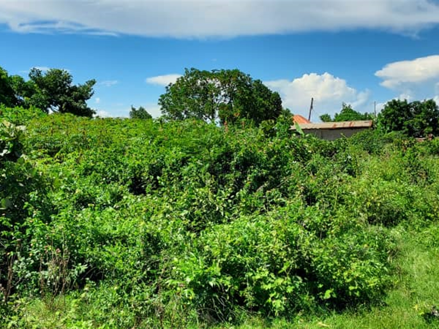 Residential land for sale in Nkumba Wakiso Uganda