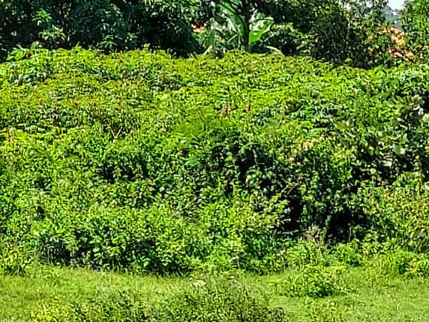 Residential land for sale in Nkumba Wakiso Uganda