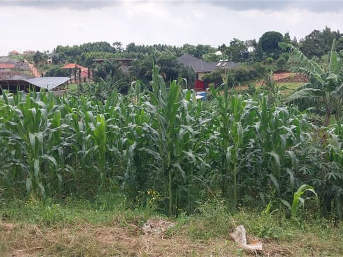 Residential land for sale in Nsasa Wakiso Uganda