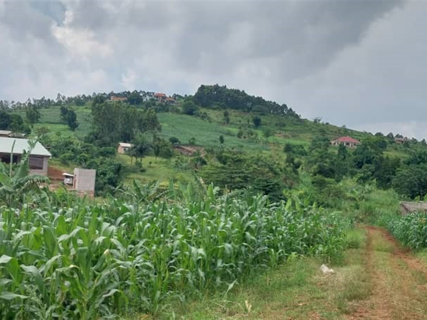 Residential land for sale in Nsasa Wakiso Uganda