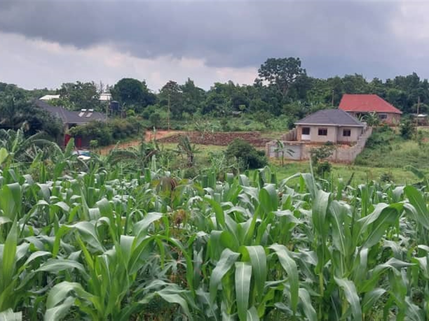 Residential land for sale in Nsasa Wakiso Uganda
