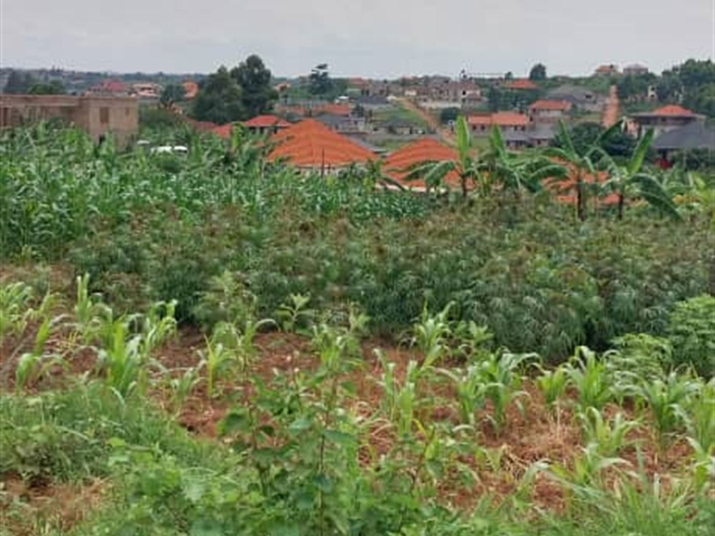 Residential land for sale in Nsasa Wakiso Uganda