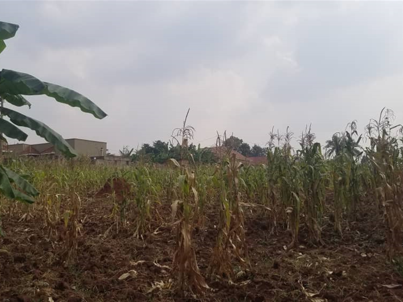 Residential land for sale in Gayaza Wakiso Uganda