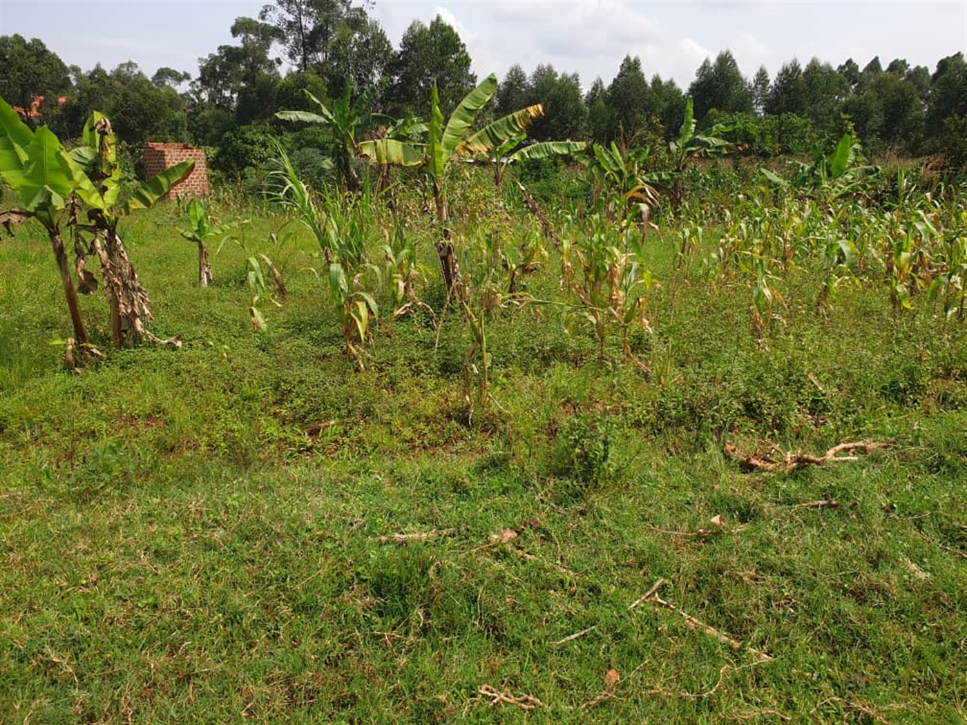 Residential land for sale in Sonde Wakiso Uganda