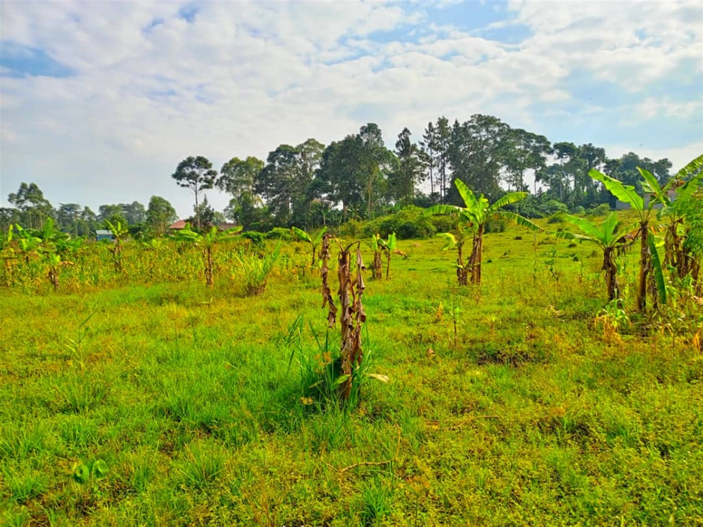 Residential land for sale in Sonde Wakiso Uganda